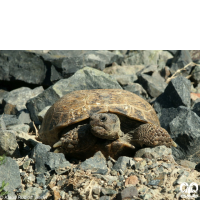 گونه لاکپشت آسیایی Russian Turtle